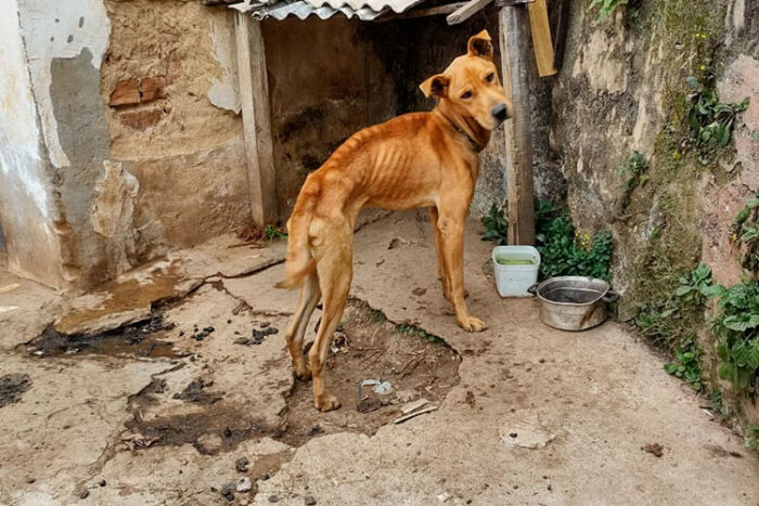 Cachorro vítima de maus-tratos é resgatado em condições insalubres no Progresso 1 maus tratos