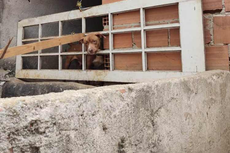 Cinco cães em situação de maus-tratos são resgatados no Ipiranga 2 caes mais tratos ipiranga
