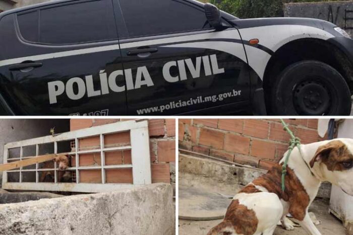 Cinco cães em situação de maus-tratos são resgatados no Ipiranga 1 caes maus tratos ipiranga