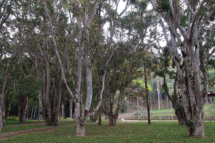 jardim-botanico-by-fernando-priamo6
