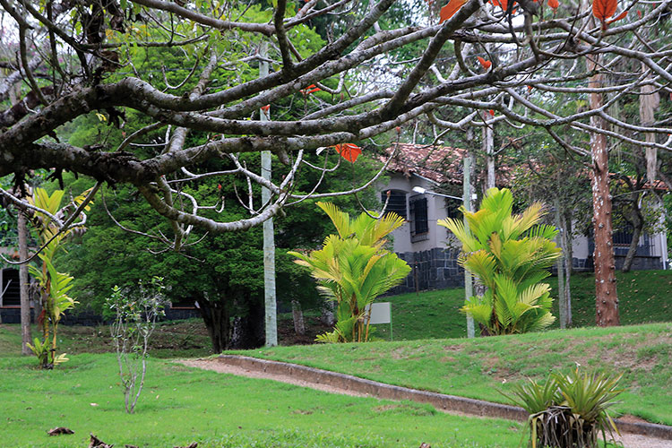 jardim botanico fernando priamo