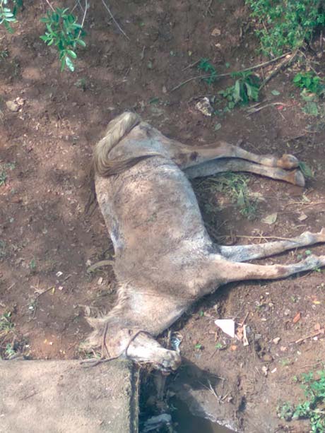 Morador denuncia cavalo morto há três dias no Parque Guarani 1 cavalo morto parque guarani interna