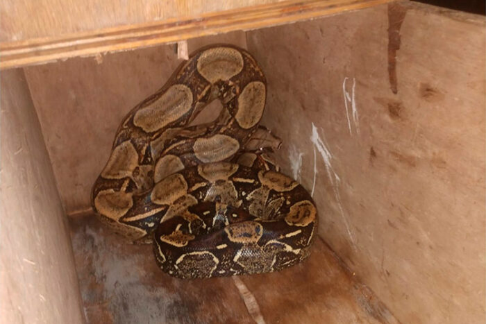 Jiboia é encontrada em quintal de residência no município de Recreio 1 cobra recreio by bombeiros