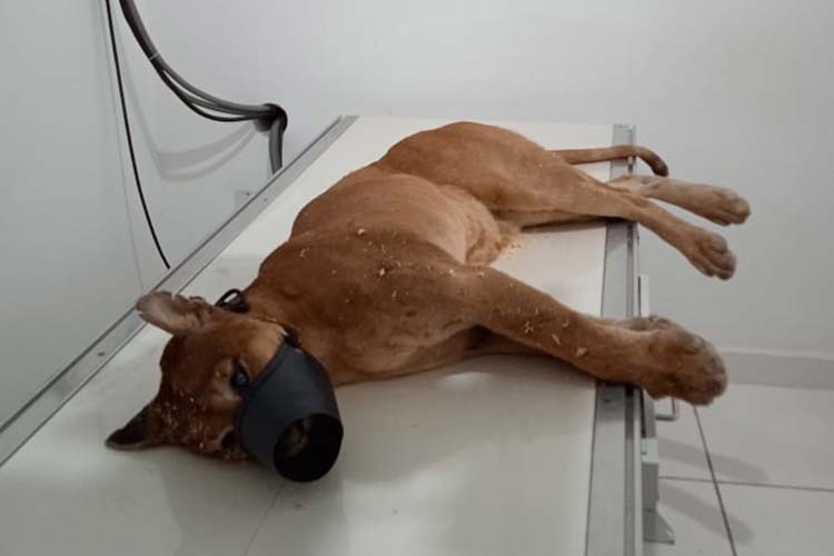 Onça-parda atropelada na BR-040 passará por cirurgia na segunda-feira 1 onca parda atropelada br 040 by zoovet