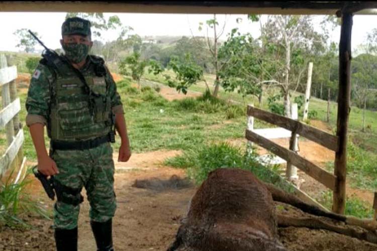 policia meio ambiente maus tratos cavalo