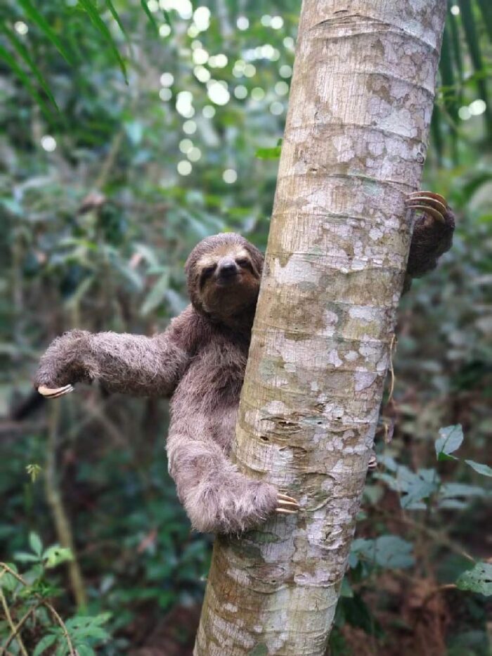 Preguiça resgatada na BR-040 e gambás são devolvidos à natureza 1 bicho preguica n
