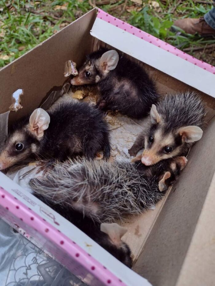Preguiça resgatada na BR-040 e gambás são devolvidos à natureza 2 gamba bicho