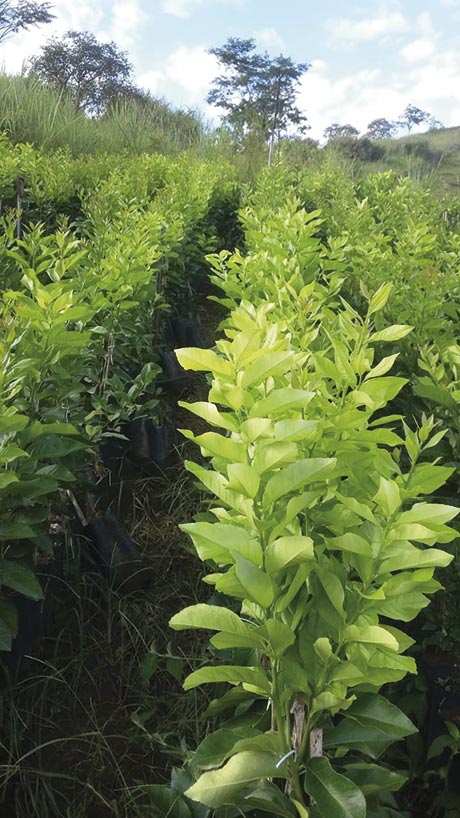 Produtores de Dona Euzébia se reunirão com Ministério da Agricultura 1 mudas criticas dona euzebia by divulgacao