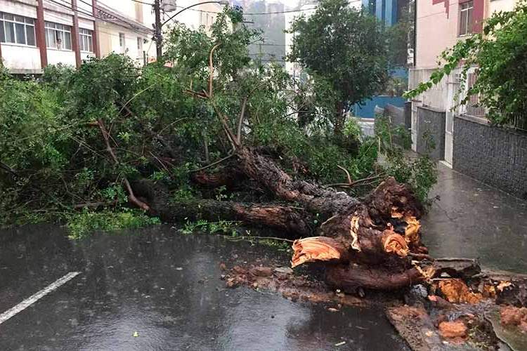 Temporal com ventos de até 77km/h causa quedas de árvores e postes 3 arvore caida na tiradentes fernando priamo