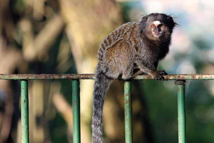 sagui by fernando