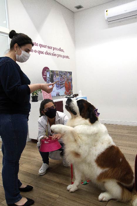 Veterinários dão dicas de cuidados com pets durante o verão 1 pandora e dr ligia by fernando