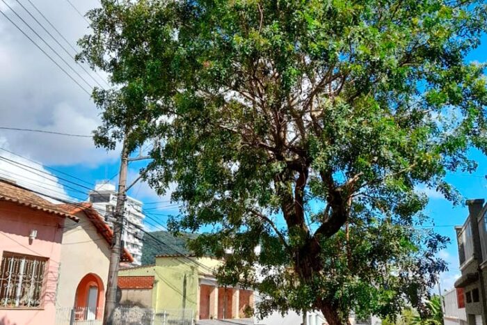 Árvore com inclinação preocupa moradores 1 vu20.01