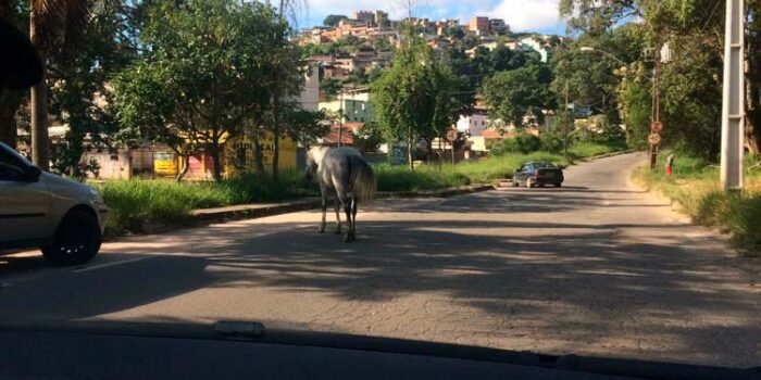 Cavalo solto atrapalha trânsito na Rua Diva Garcia 1 vu02.02