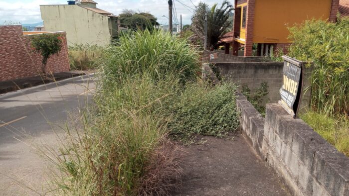 Leitor denuncia mato alto na Zona Oeste 1 WhatsApp Image 2022 03 17 at 20.54.07