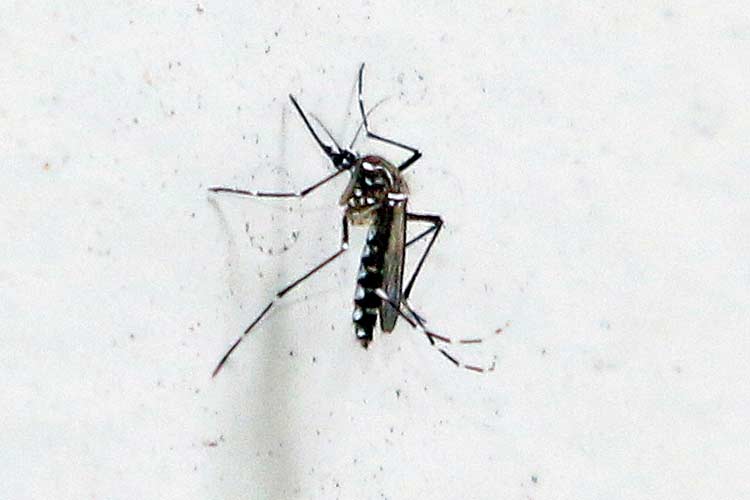 Juiz de Fora tem duas mortes por dengue confirmadas 1 mosquito da dengue