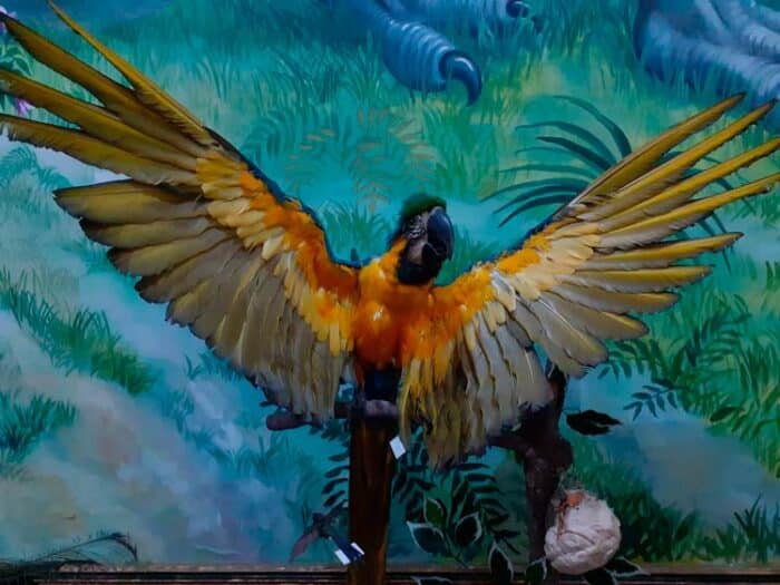 Museu do UniAcademia reabre as portas e planeja novas mostras 2 museu arara
