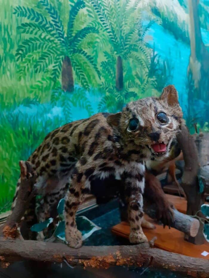 Museu do UniAcademia reabre as portas e planeja novas mostras 5 museu - jaguatirica