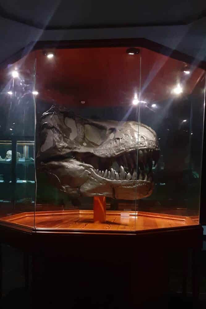 Museu do UniAcademia reabre as portas e planeja novas mostras 3 museu trex