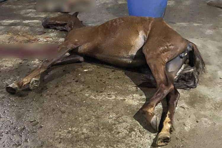 Polícia desmonta abatedouro clandestino de cavalos em Mercês 1 abatedouro clandestino merces 2 divulgacao policia civil