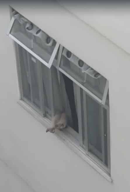 Trancados em apartamento, gatos são resgatados após moradores viajarem 2 gatos reproducao foto pollyana esteves
