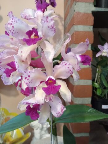 Juiz de Fora sedia 20ª Exposição Nacional de Orquídeas 1 Orq.1.Alcino Fraga e1661355539562