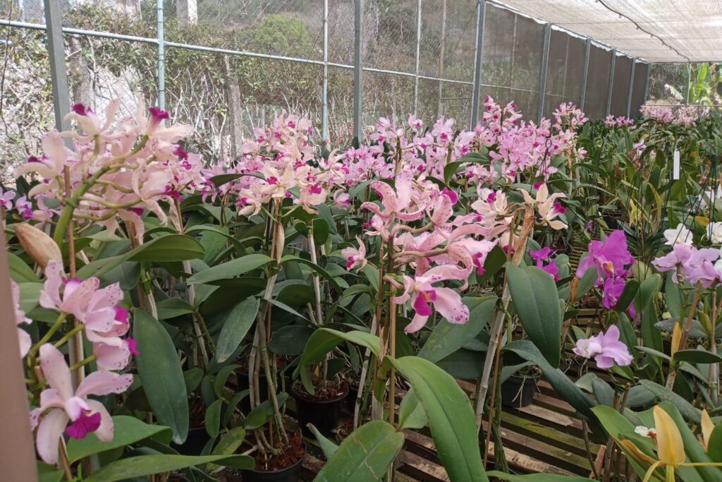 Juiz de Fora sedia 20ª Exposição Nacional de Orquídeas 3 Orq.20.Alcino Fraga e1661355286209