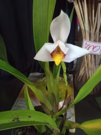 Juiz de Fora sedia 20ª Exposição Nacional de Orquídeas 2 Orq.9 e1661355589693