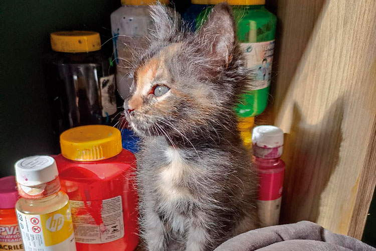 castracao gata clara arquivo pessoal