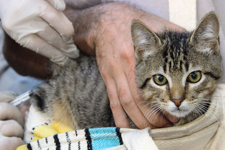 Vacinação antirrábica animal começa no dia 2 na Zona Rural de JF 1 vacinacao antirrabica divulgacao pjf