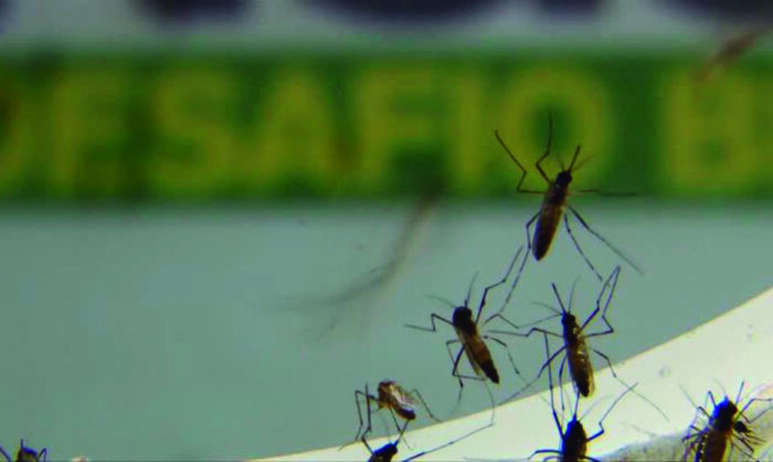 Cresce o assédio 5 DENGUE AGENCIA BRASILjpg