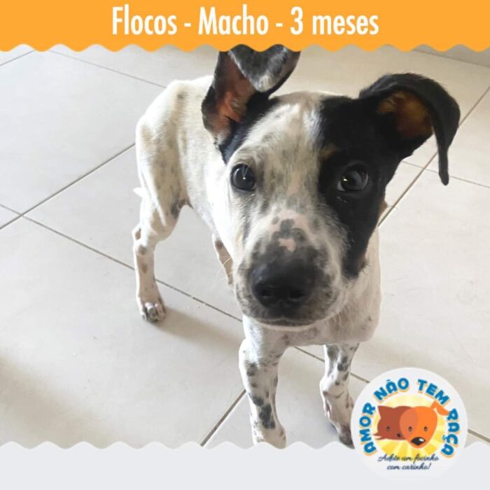 Foto adoção cão 1