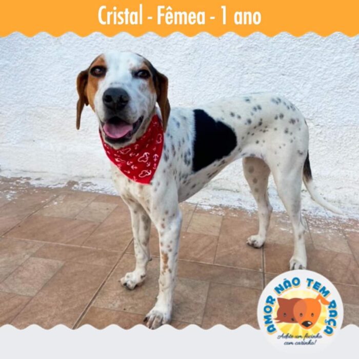 Foto adoção cão 3