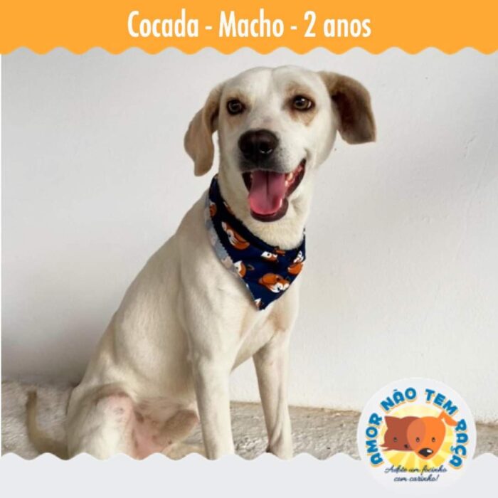 Foto adoção cão 4