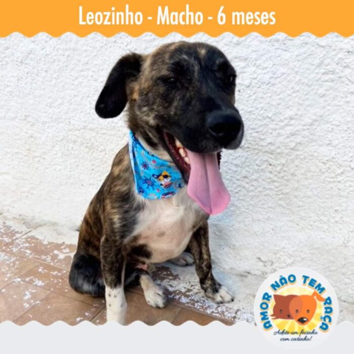 Foto adoção cão 5