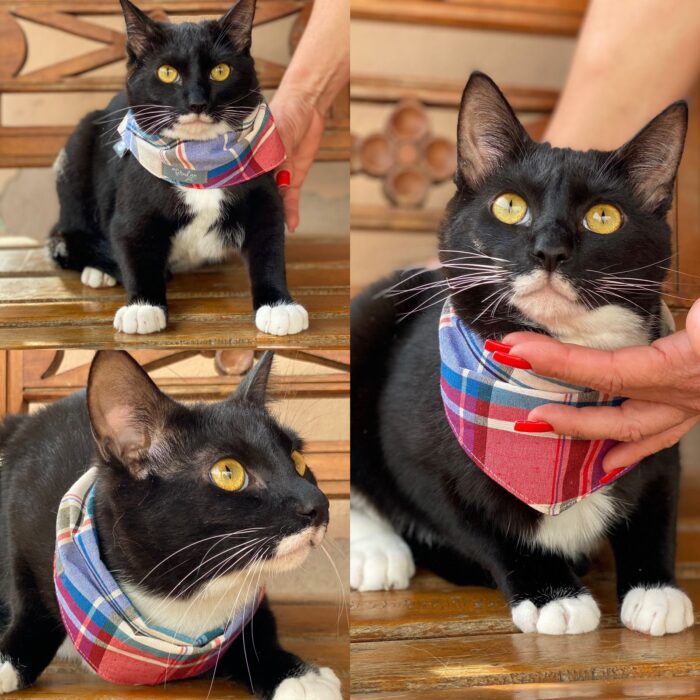 Foto adoção gato 1
