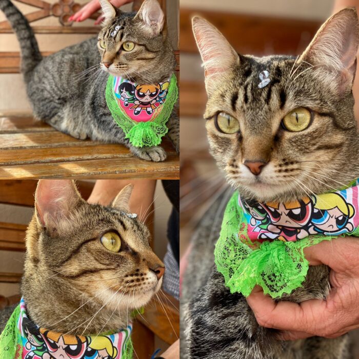 Foto adoção gato 2