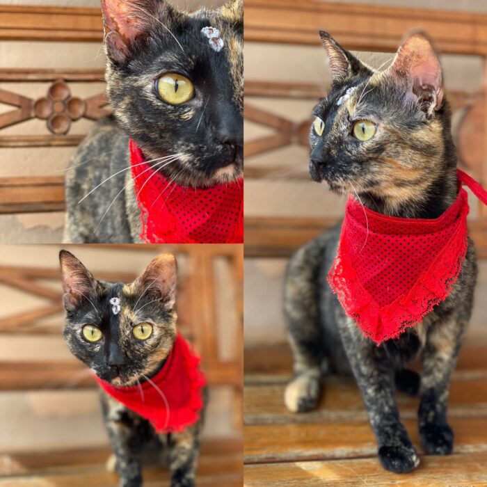 Foto adoção gato 3