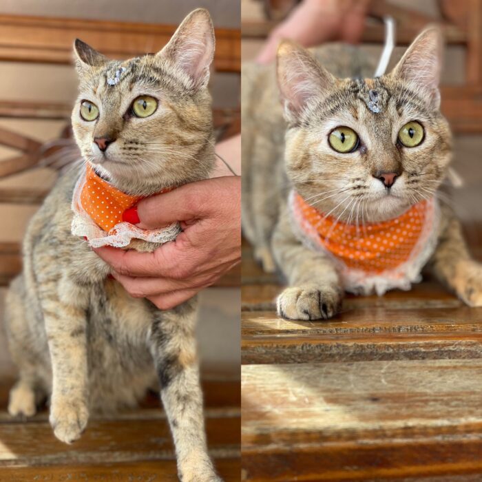 Foto adoção gato 4
