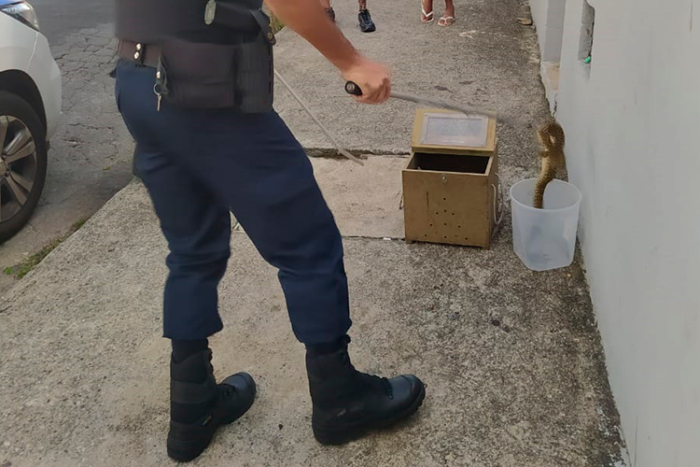 Cascavel é recolhida por Guarda Municipal na Zona Norte de JF 1 cobra casacavel Guarda Municipal