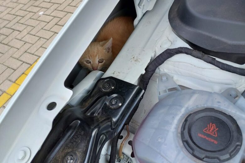 Filhote de gato preso em motor é salvo pelos Bombeiros em Barbacena 1 gato preso divulgacao e1666709109375