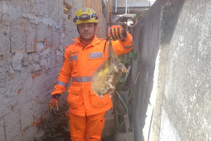 ourico barbacena by bombeiros