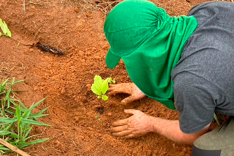 Fazenda Experimental busca reflorestar entorno da represa de Chapéu D'Uvas 2 2Fazenda experimental ufjf