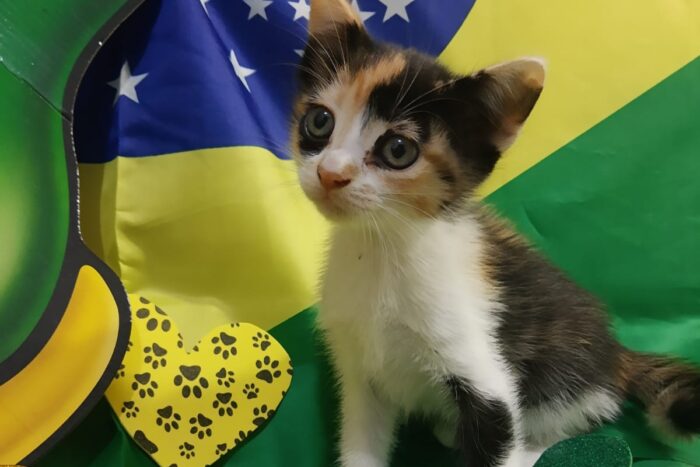 Com temática da Copa, evento de adoção de animais acontece neste sábado 3 Todas divulgacao 1 e1669817312966