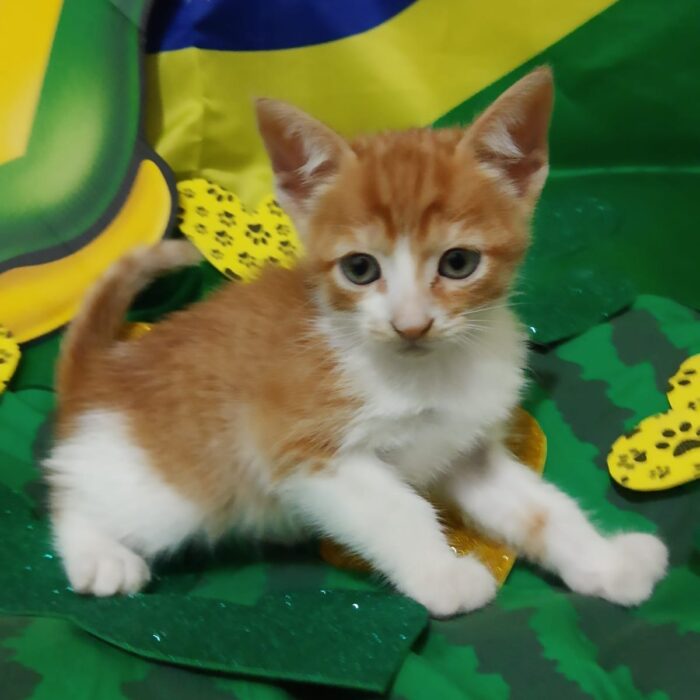 Com temática da Copa, evento de adoção de animais acontece neste sábado 4 Todas divulgacao 3 e1669817376998
