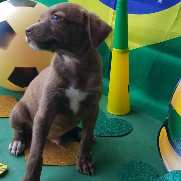 Com temática da Copa, evento de adoção de animais acontece neste sábado 5 Todas divulgacao 4 e1669817394704