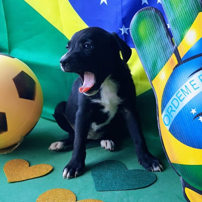 Com temática da Copa, evento de adoção de animais acontece neste sábado 6 Todas divulgacao 5 e1669817409458