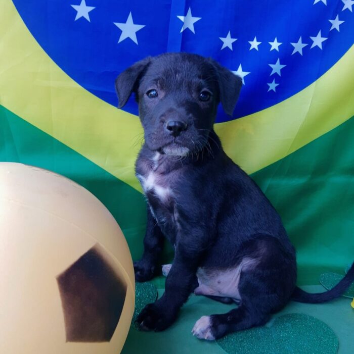 Com temática da Copa, evento de adoção de animais acontece neste sábado 2 Todas divulgacao 6 e1669817425391