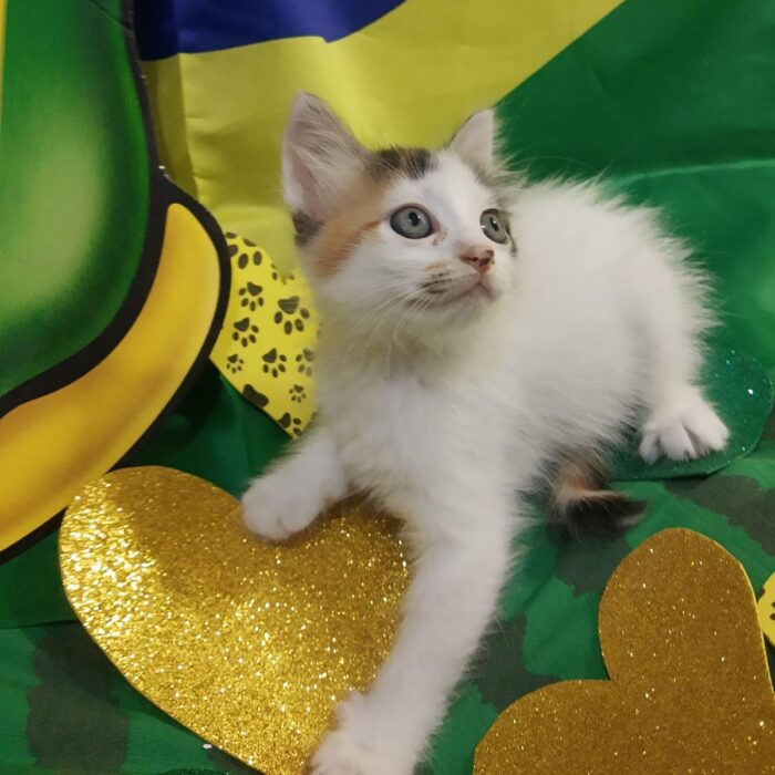 Com temática da Copa, evento de adoção de animais acontece neste sábado 7 Todas divulgacao2 e1669817441130