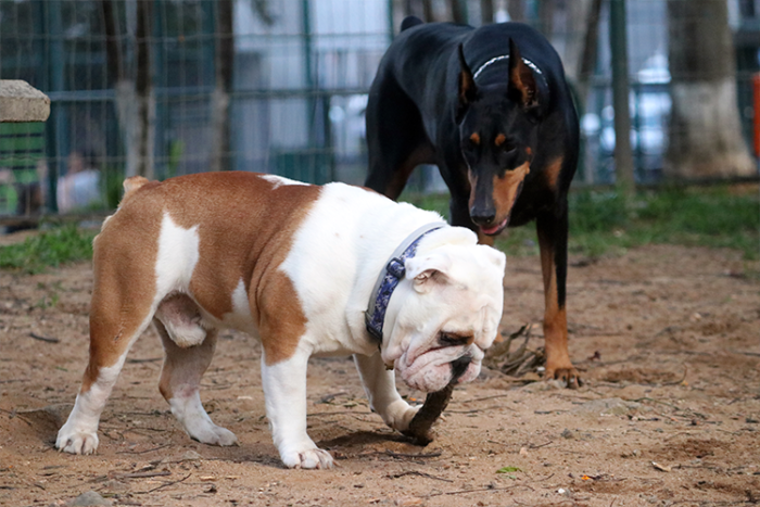Copa reacende alerta para cuidados com animais 1 Ulysses e Sofia Felipe Couri