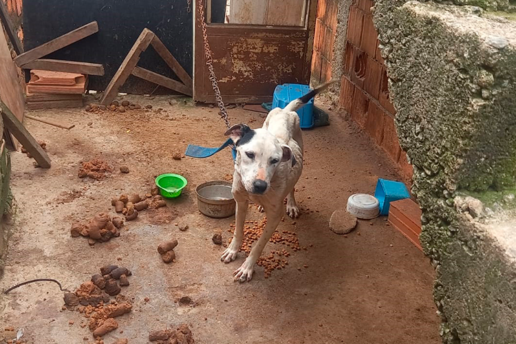 Pitbulls vítimas de maus-tratos são regatados na Zona Sudeste de JF 1 cachorro abandonado2 PMMA